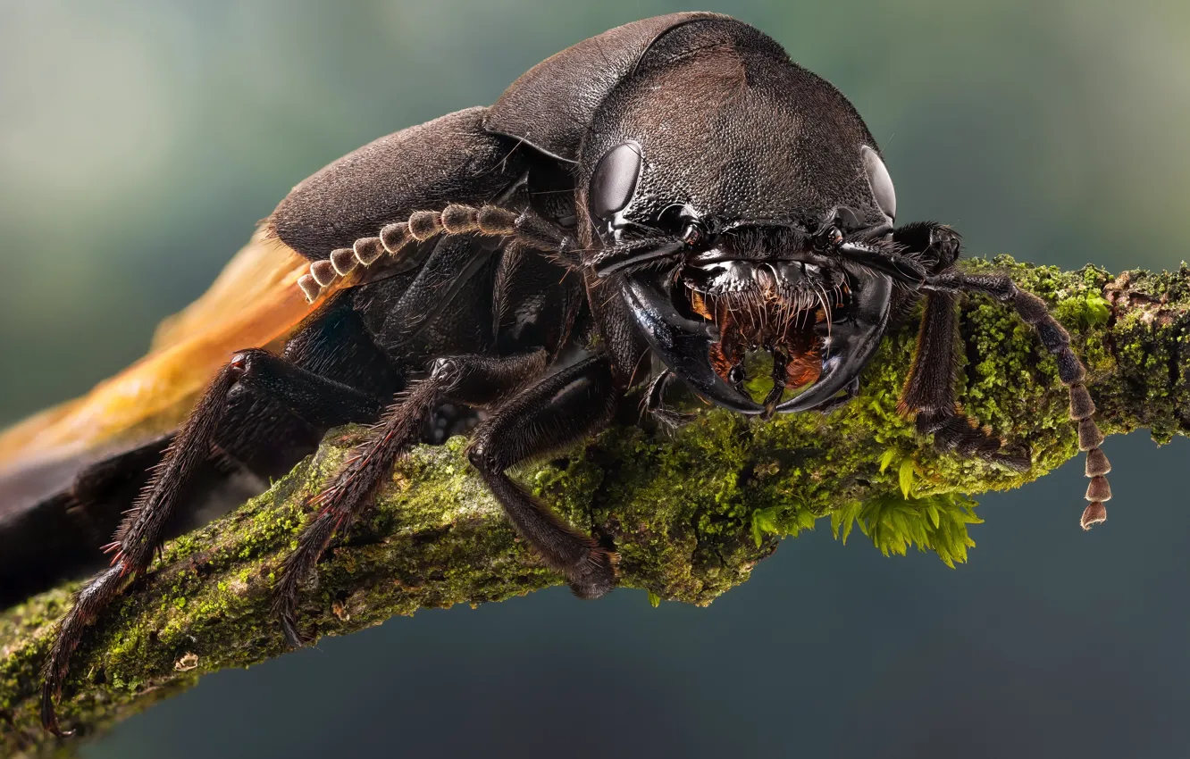 Photo wallpaper eyes, mustache, look, macro, branches, moss, legs, beetle
