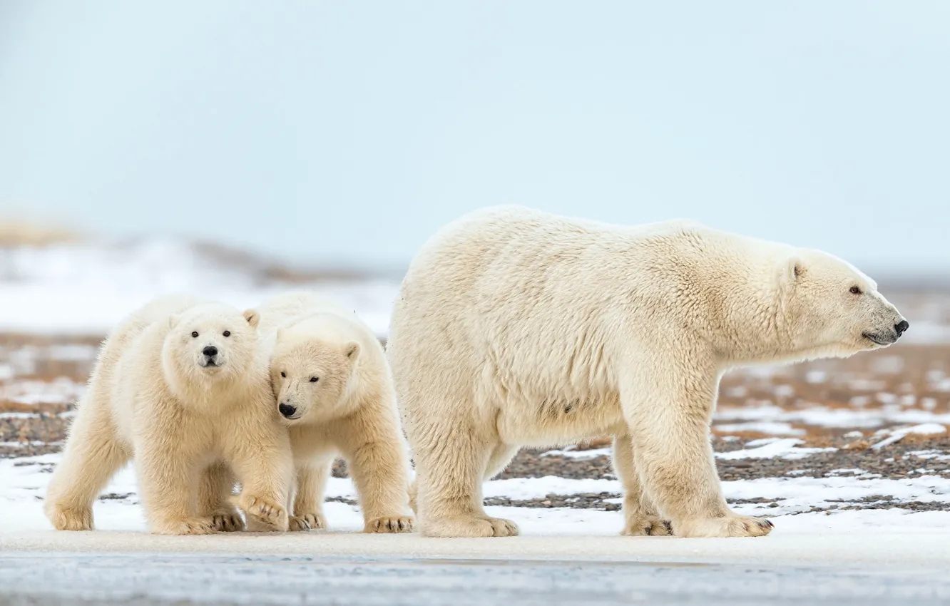 Photo wallpaper winter, white, snow, nature, pose, baby, bear, three