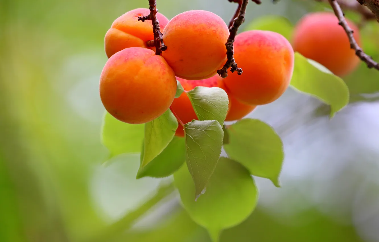 Photo wallpaper leaves, close-up, branches, harvest, fruit, hanging, bokeh, apricots