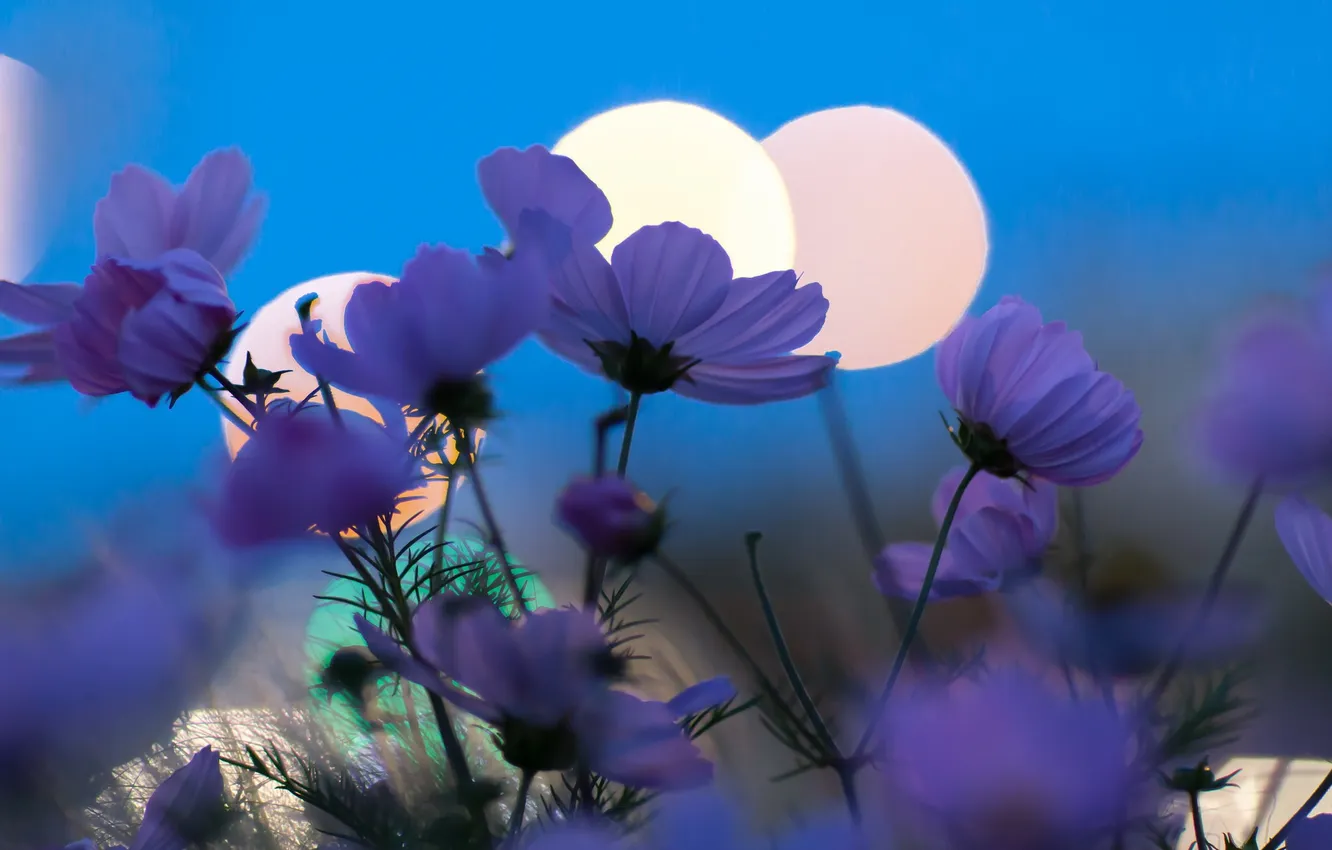 Photo wallpaper flowers, nature, background