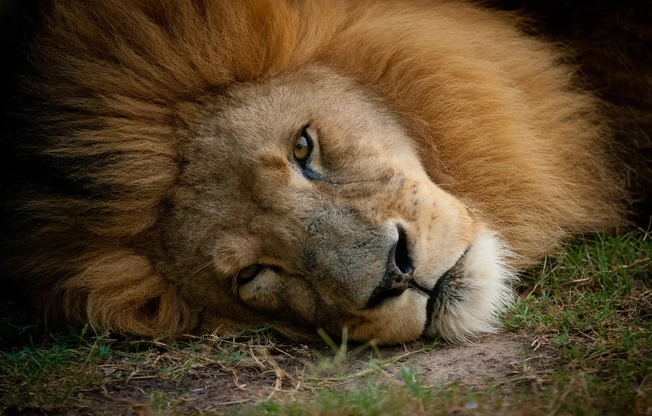 Photo wallpaper cat, look, face, Leo