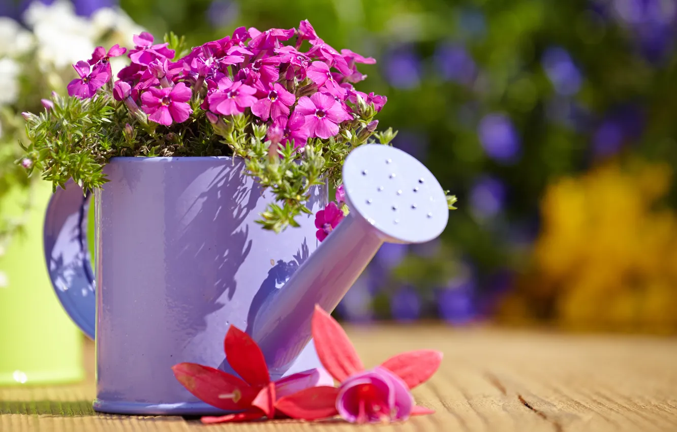 Photo wallpaper flowers, lake, buds