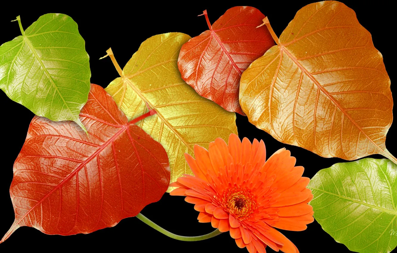 Photo wallpaper autumn, flower, leaves, light, Shine, petals