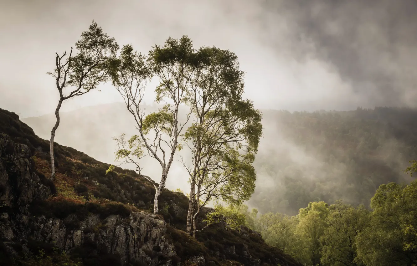 Photo wallpaper trees, mountains, fog