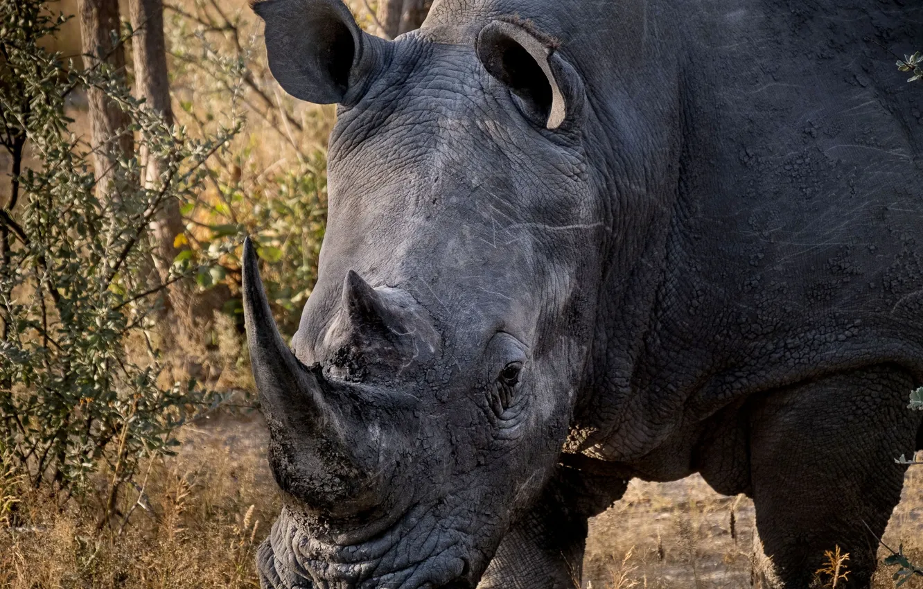 Photo wallpaper Africa, Rhino, Namibia, Safari, white Rhino, wild animals, Nadezhda Demkina