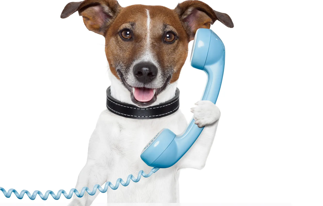 Photo wallpaper dog, muzzle, phone, dog, phone, Jack Russell Terrier
