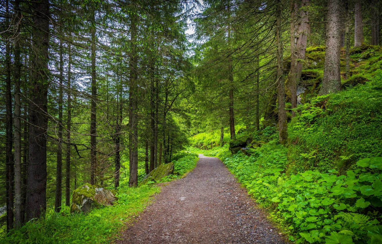 Photo wallpaper road, forest, spruce forest, Spruce branches