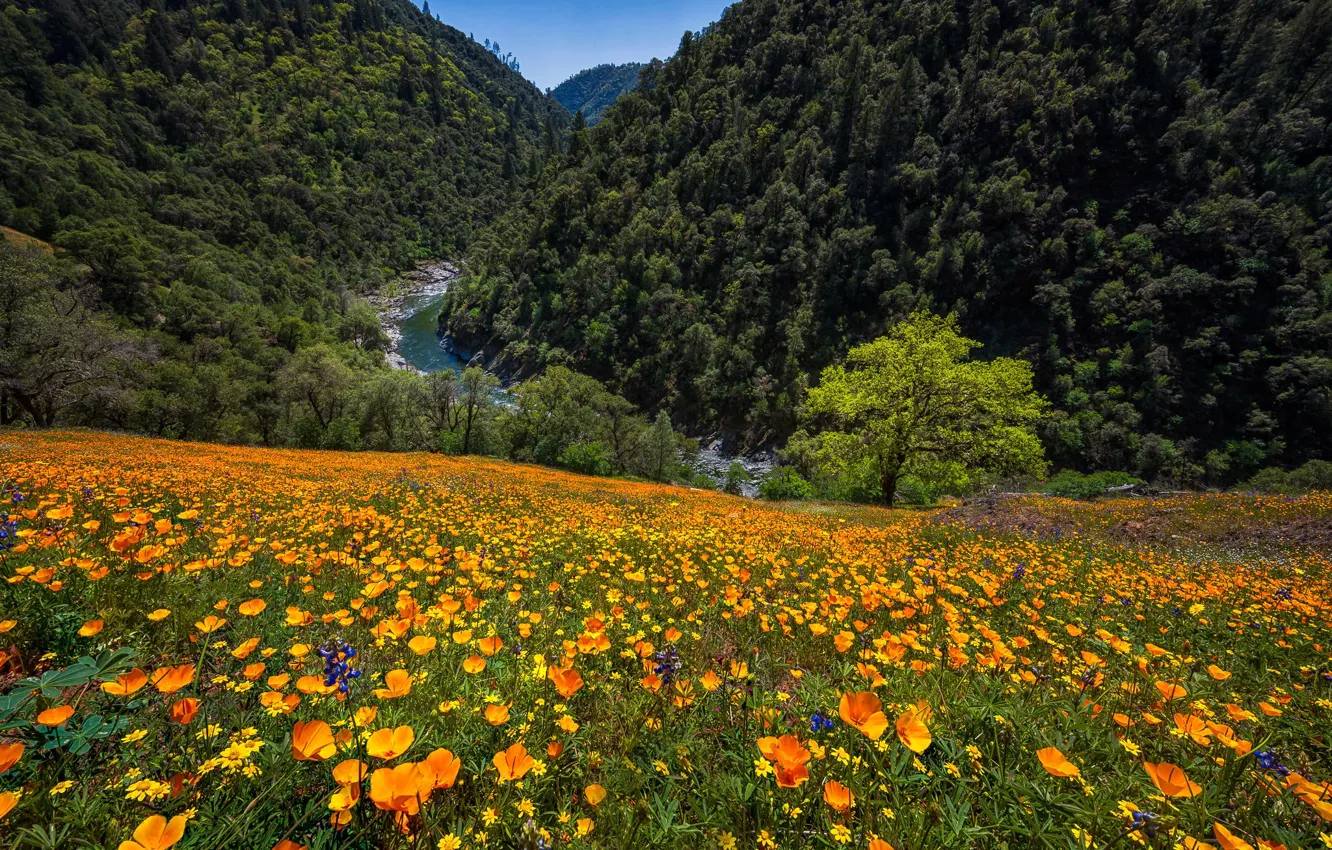 Photo wallpaper flowers, mountains, river, Maki, meadow, CA, gorge, escholzia