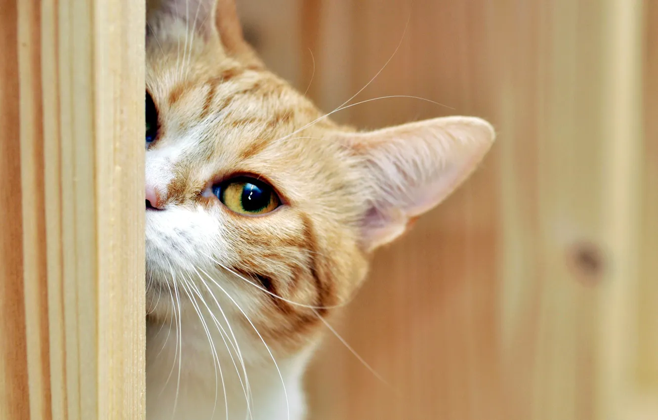 Photo wallpaper cat, look, house