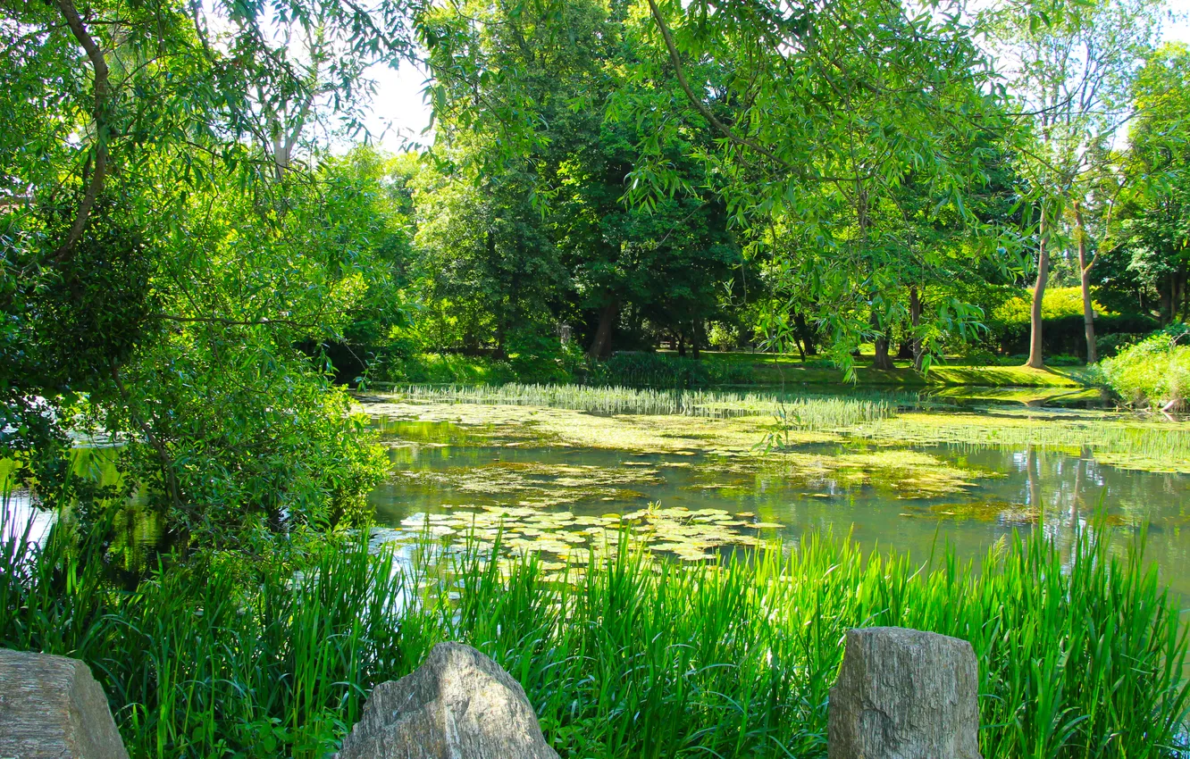 Photo wallpaper trees, park, lake, pond