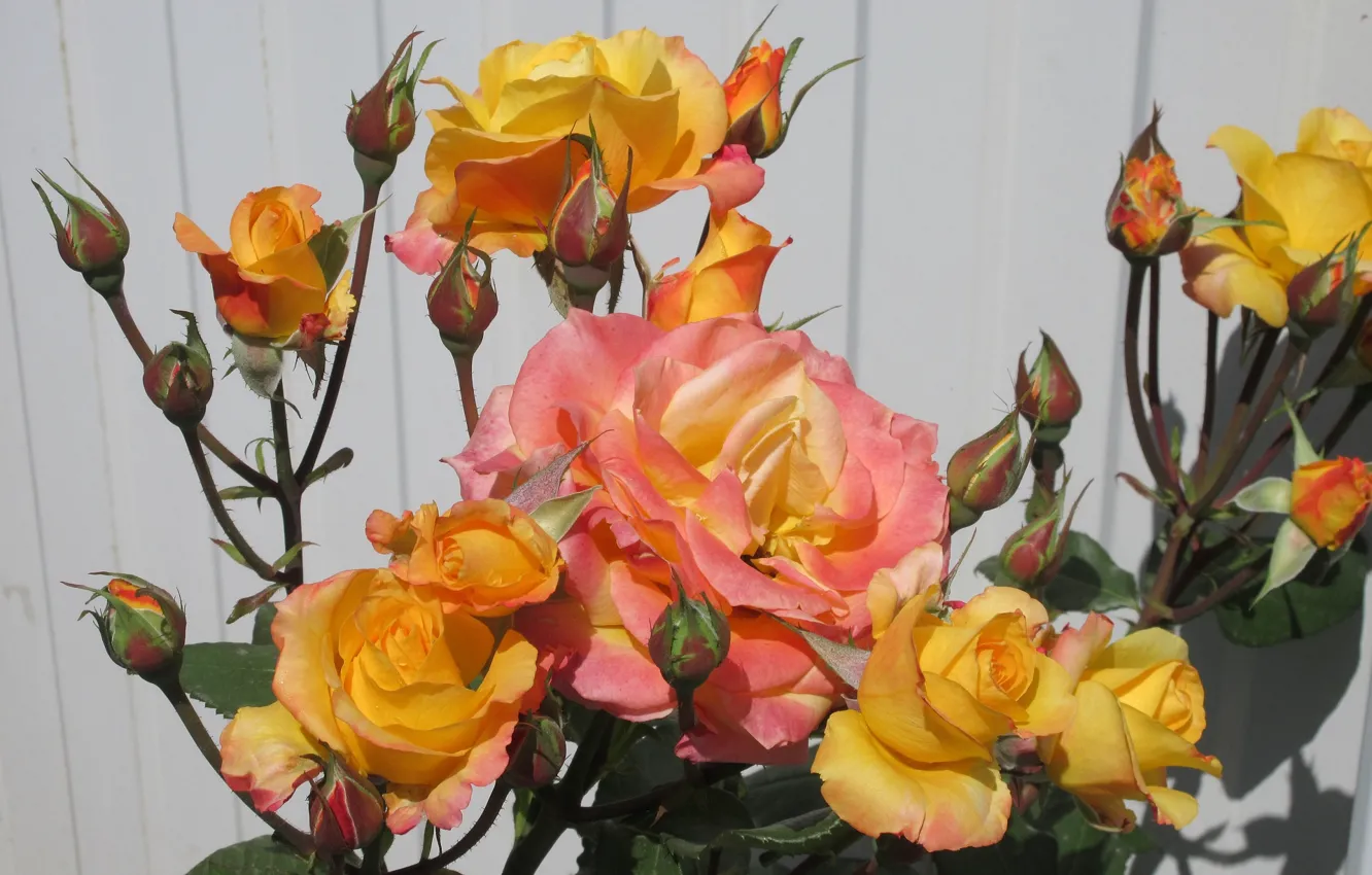 Photo wallpaper flowers, background, Bush, roses, buds, orange roses, Meduzanol ©, summer 2018