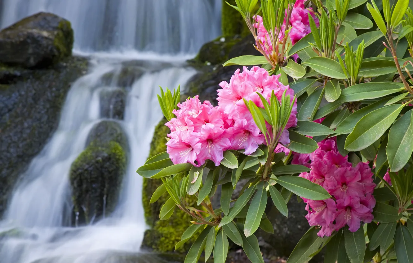 Photo wallpaper macro, flowers, branches, nature, stones, waterfall, pink, oleander