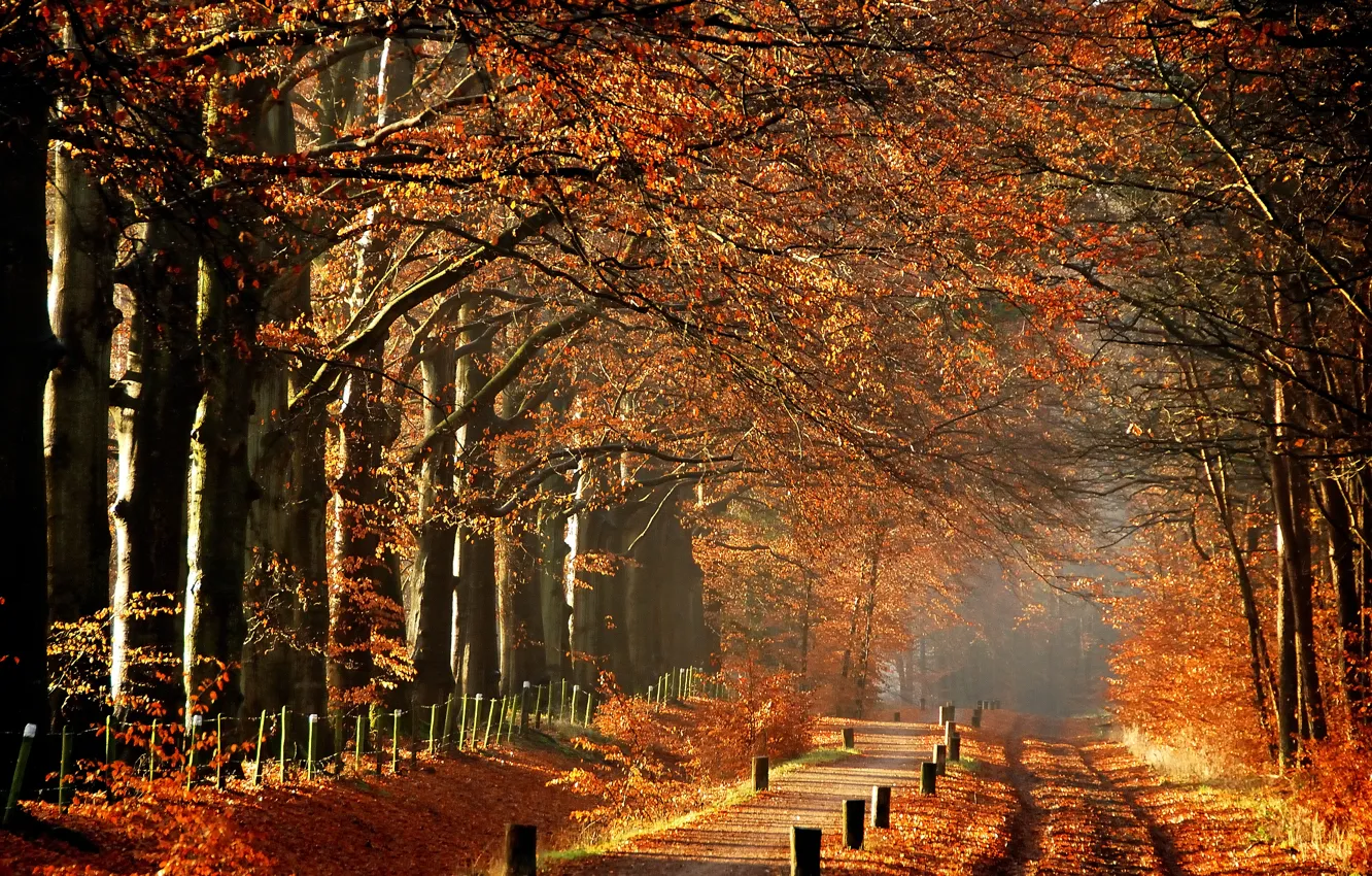 Photo wallpaper trees, fog, morning, Autumn, track, path, autumn