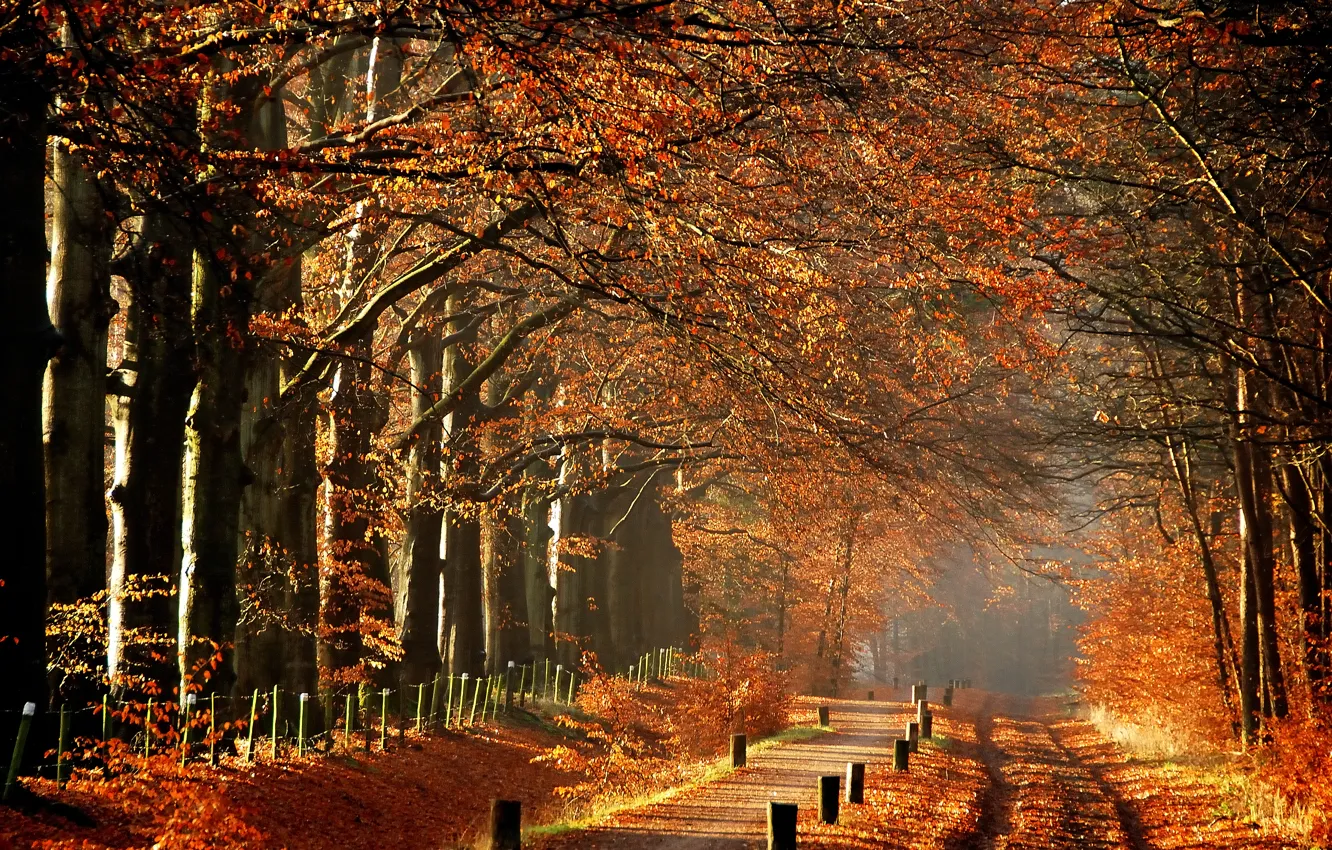 Photo wallpaper autumn, trees, fog, morning, track, path, autumn