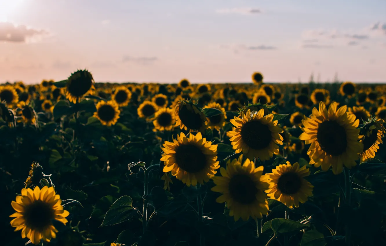Photo wallpaper field, summer, the sky, light, sunflowers, flowers, the evening, petals