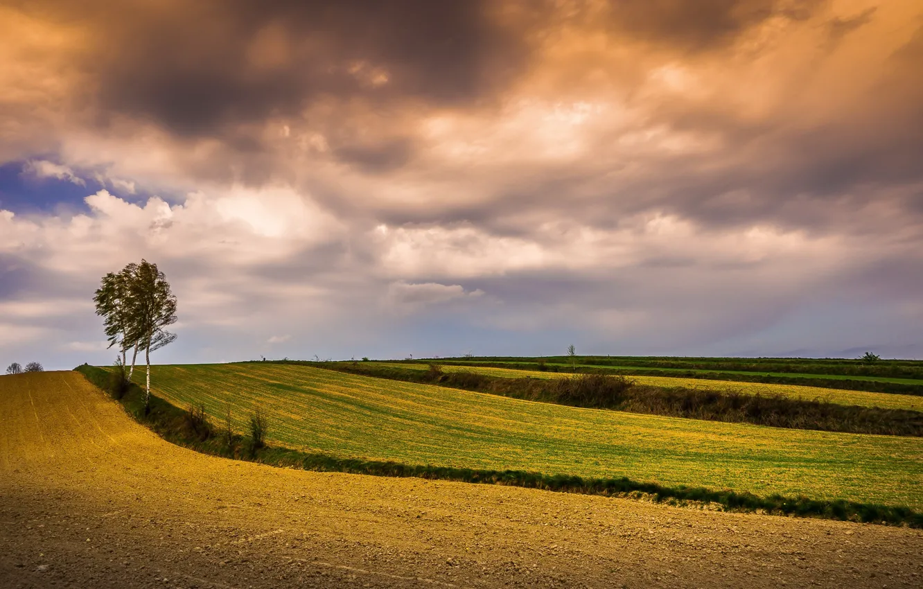 Photo wallpaper field, summer, birch
