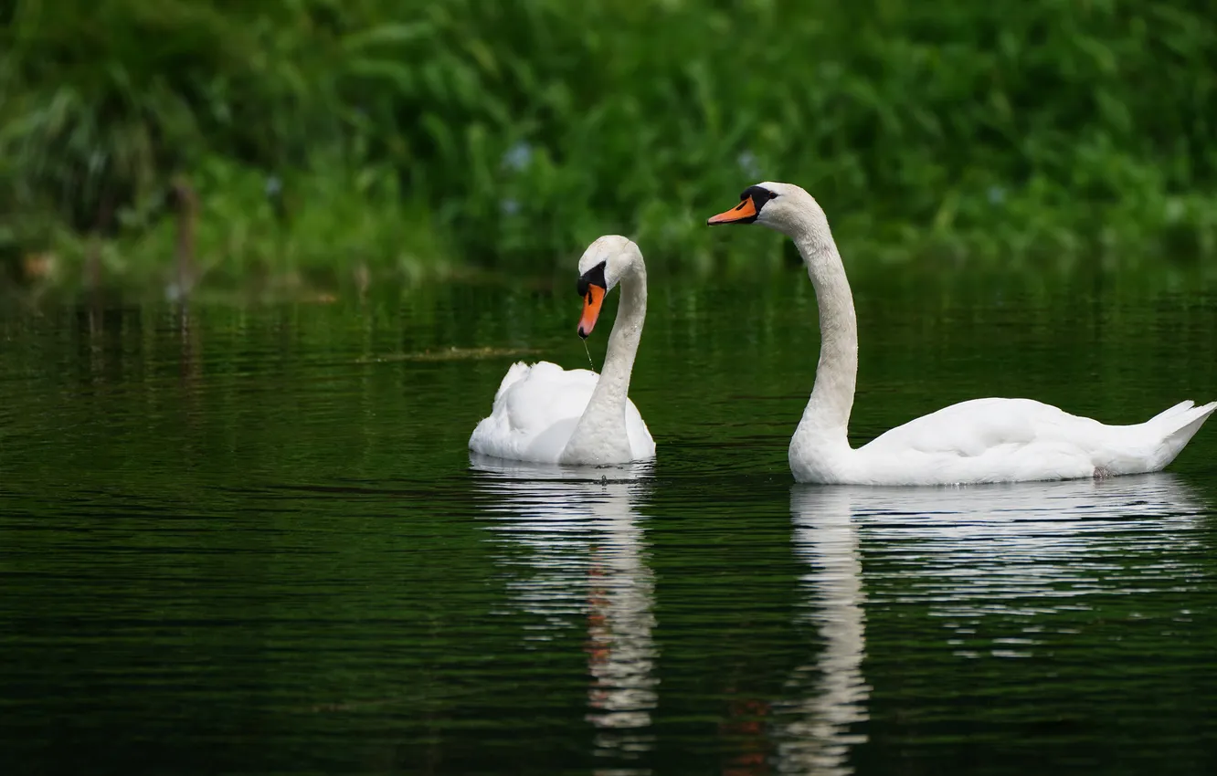 Photo wallpaper greens, water, nature, reflection, bird, pair, swans, pond