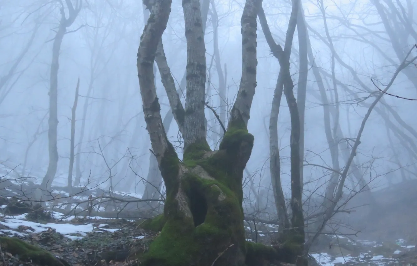 Photo wallpaper winter, forest, snow, trees, nature, fog, Russia, Stavropol Krai