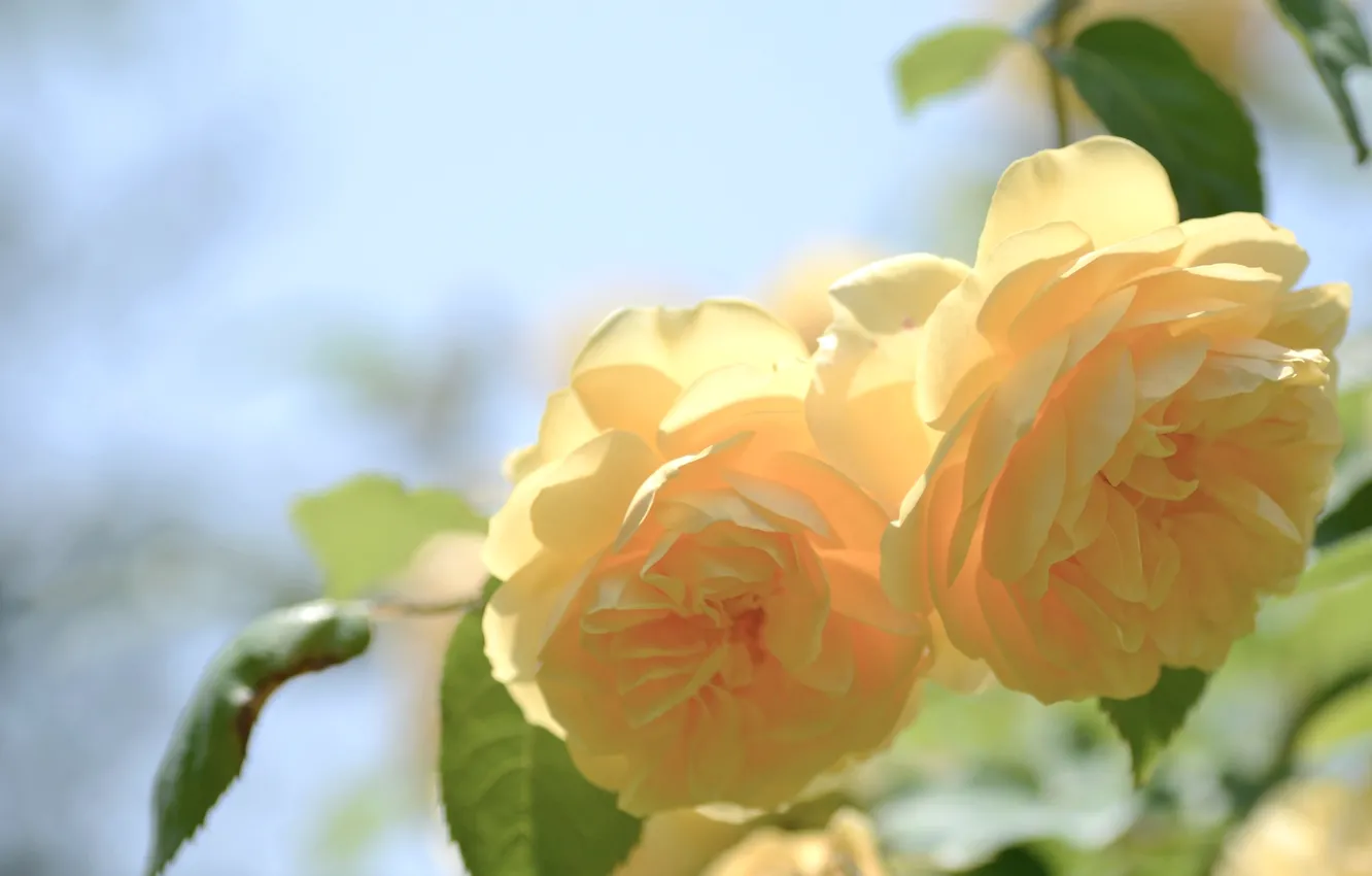 Photo wallpaper macro, roses, YELLOW
