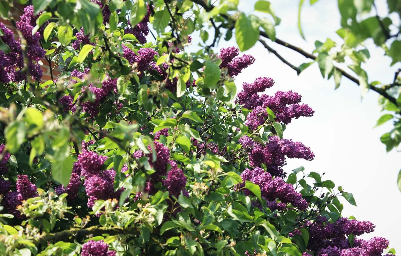 Photo wallpaper purple, leaves, trees, lilac, tree, leaf, violet