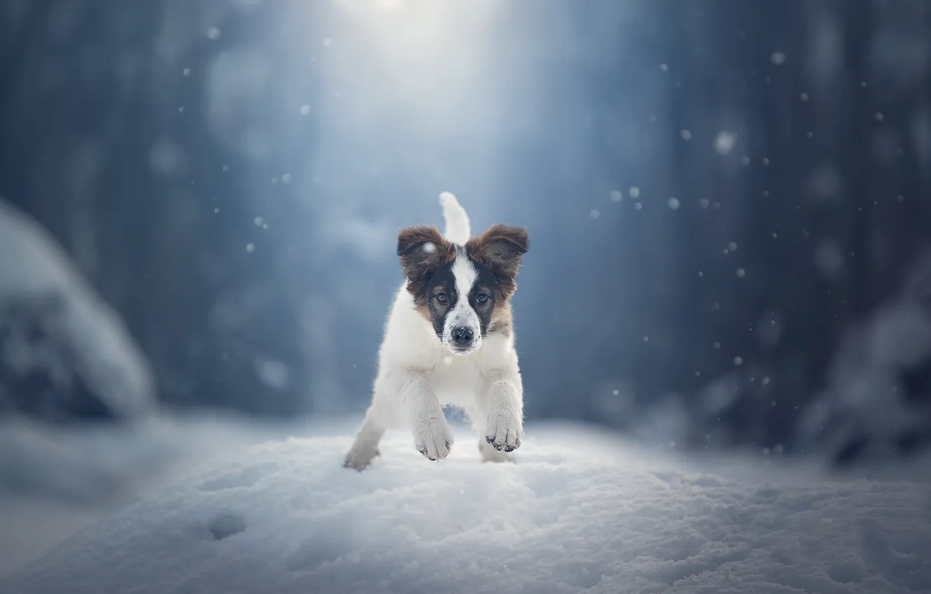 Photo wallpaper winter, snow, dog, puppy, walk