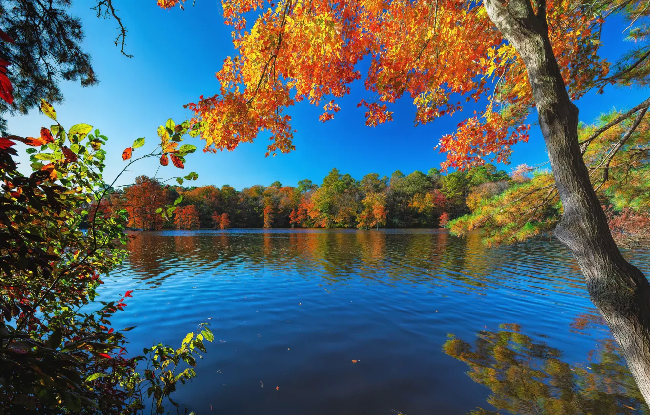 Photo wallpaper autumn, forest, trees, lake, pond, Delaware, Delaware, Trap Pond State Park