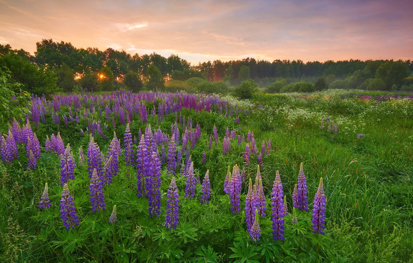 Photo wallpaper field, flowers, lupins