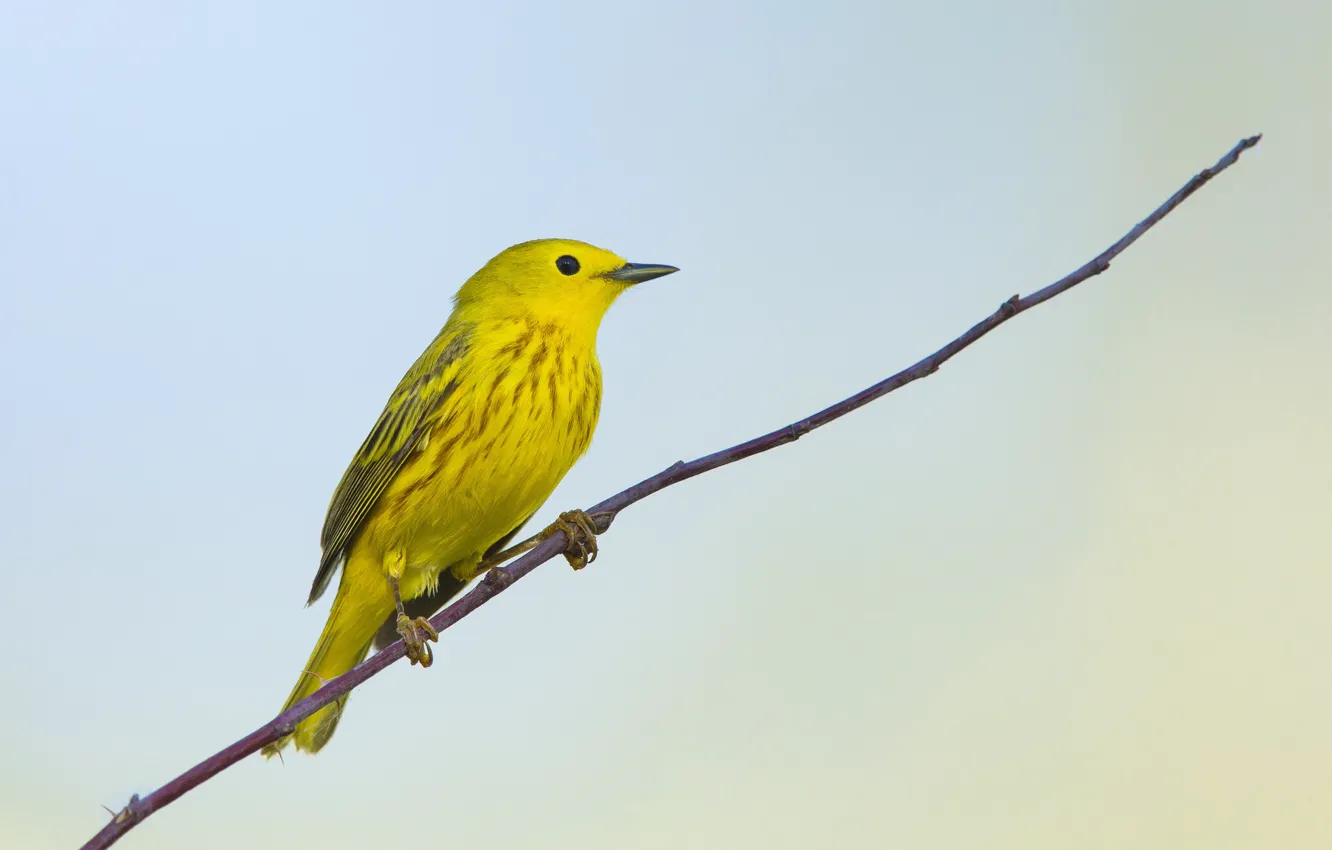 Photo wallpaper yellow, bird, branch, warbler