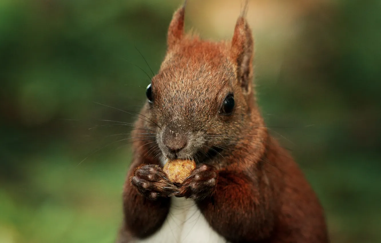 Photo wallpaper protein, bokeh, animal