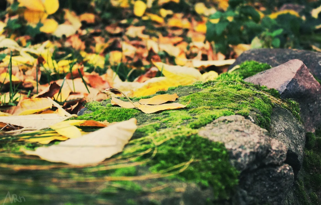 Photo wallpaper autumn, foliage, stone, moss