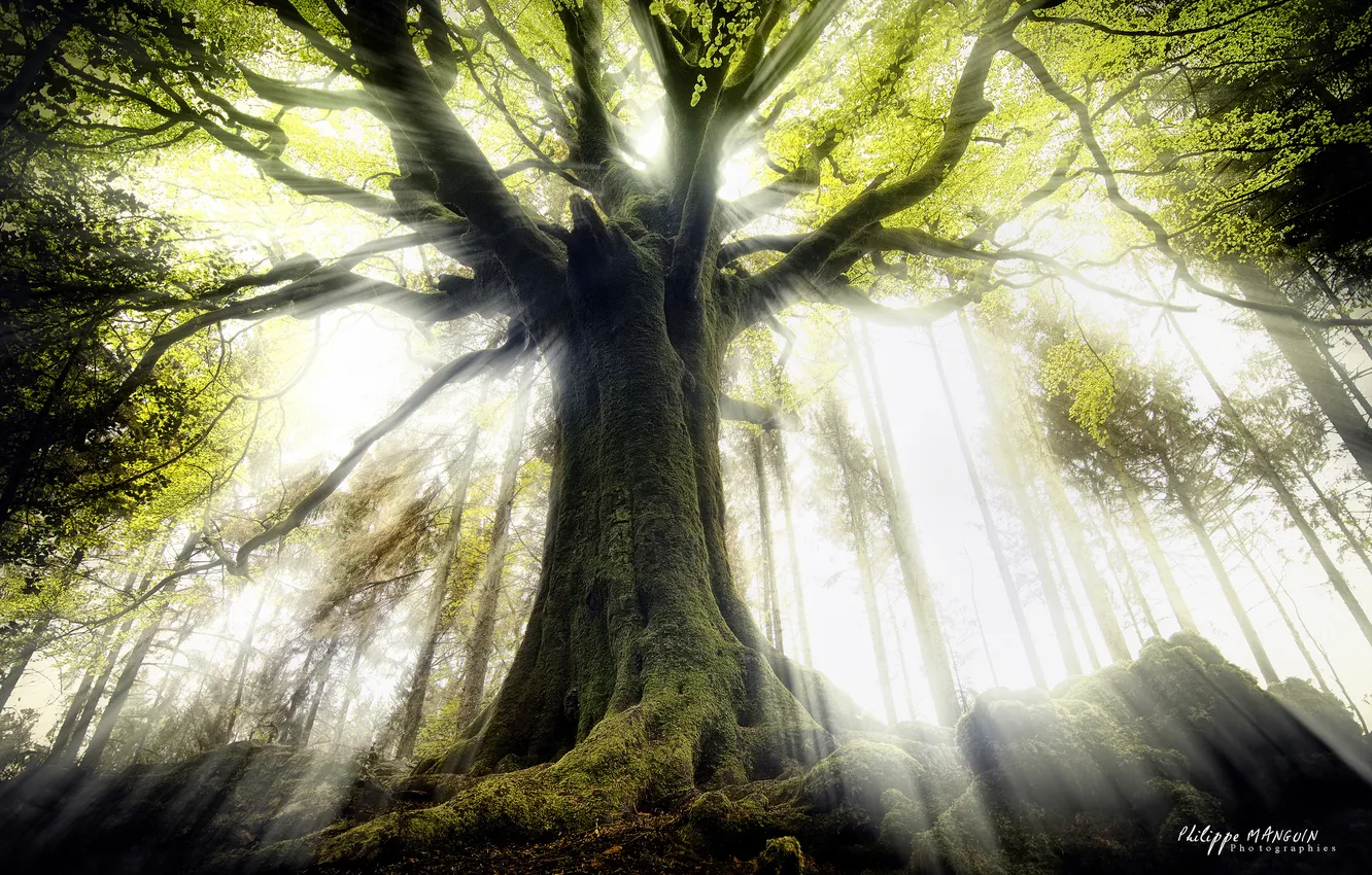 Photo wallpaper rays, light, trees, nature