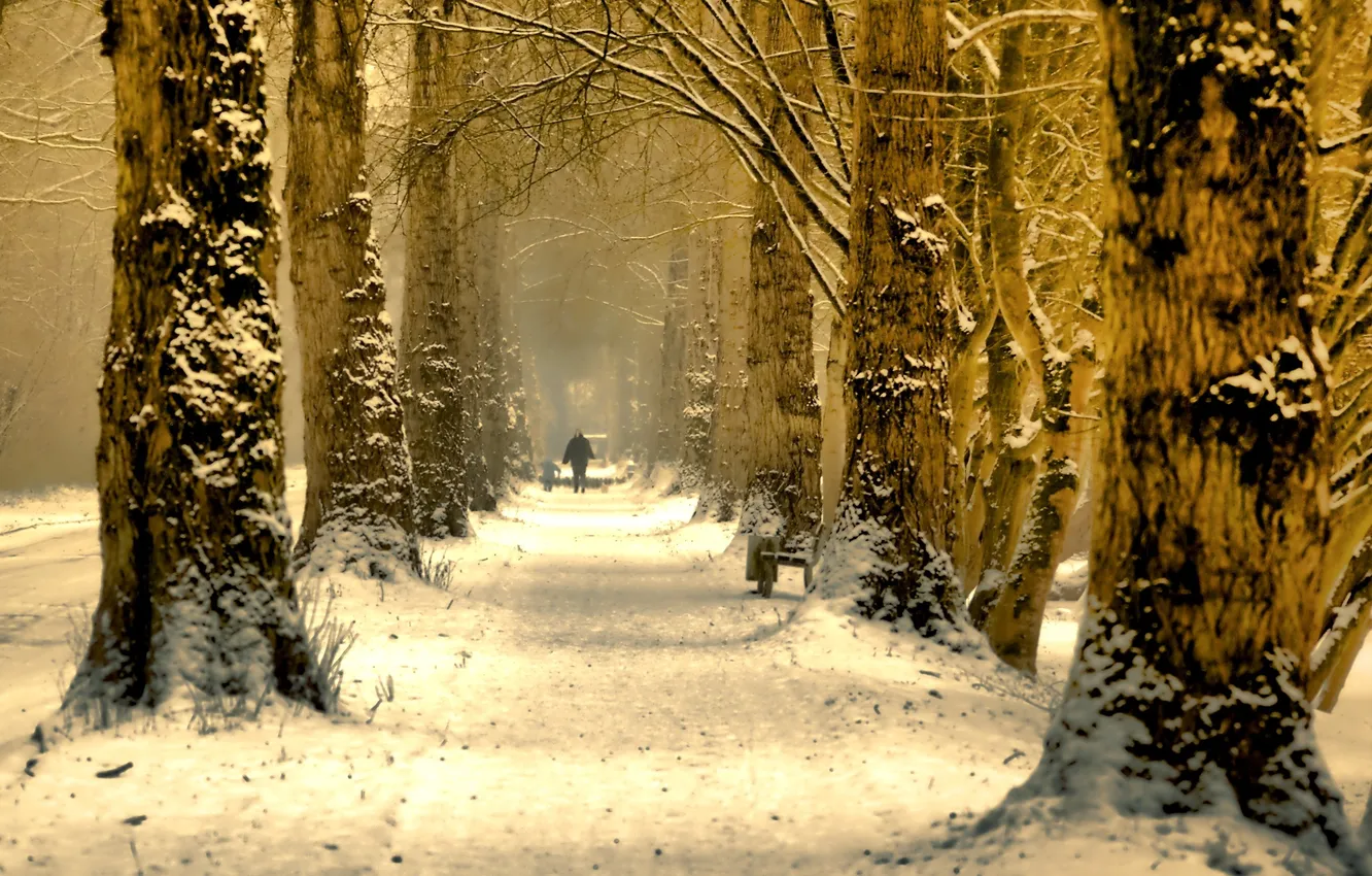 Photo wallpaper winter, trees, nature, alley