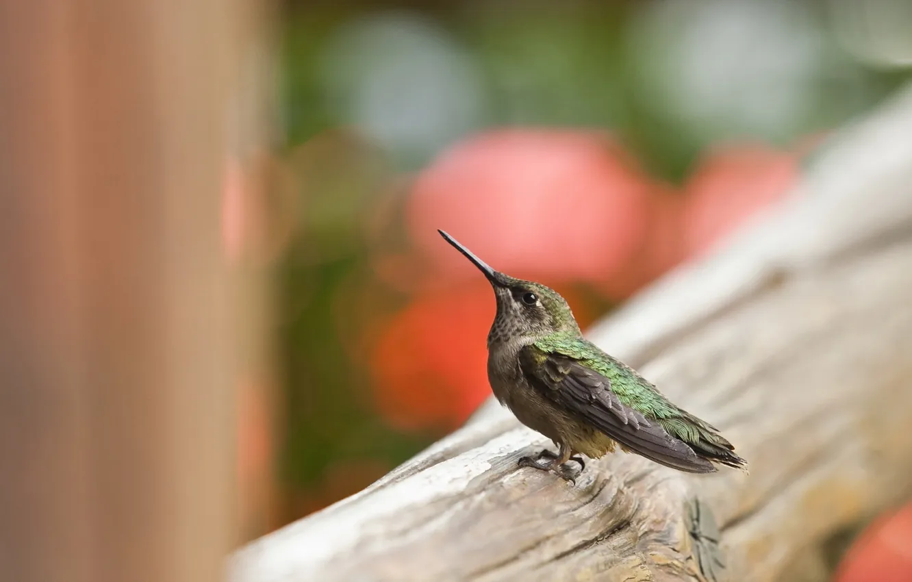 Photo wallpaper macro, background, bird