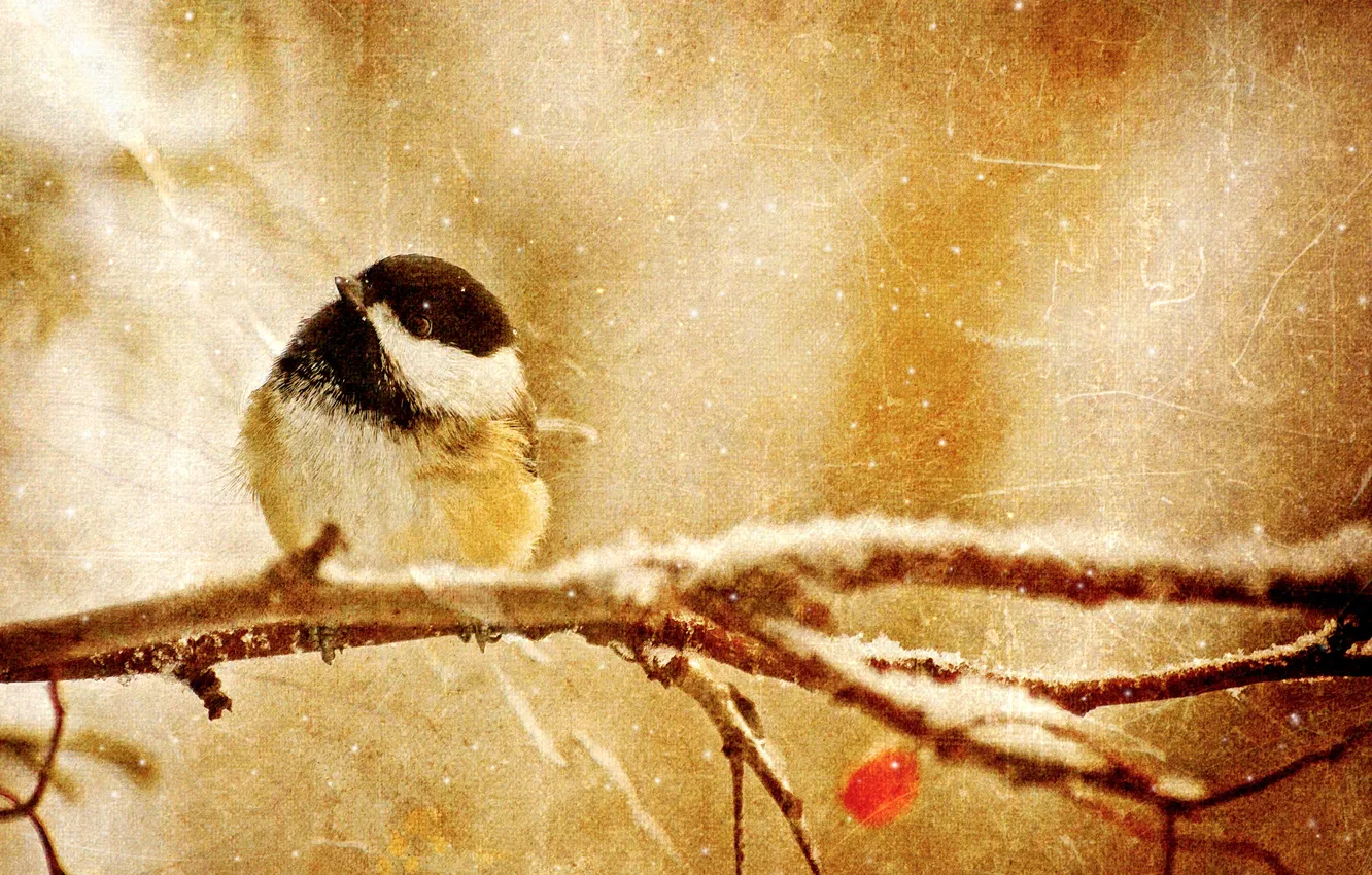 Photo wallpaper branches, berries, tit