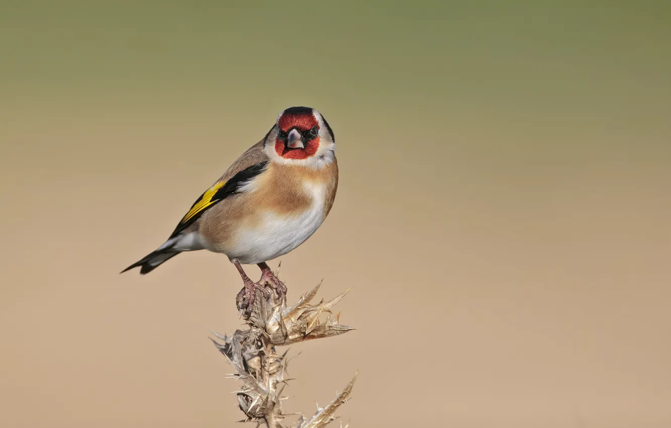 Photo wallpaper birds, goldfinch, black-headed goldfinch