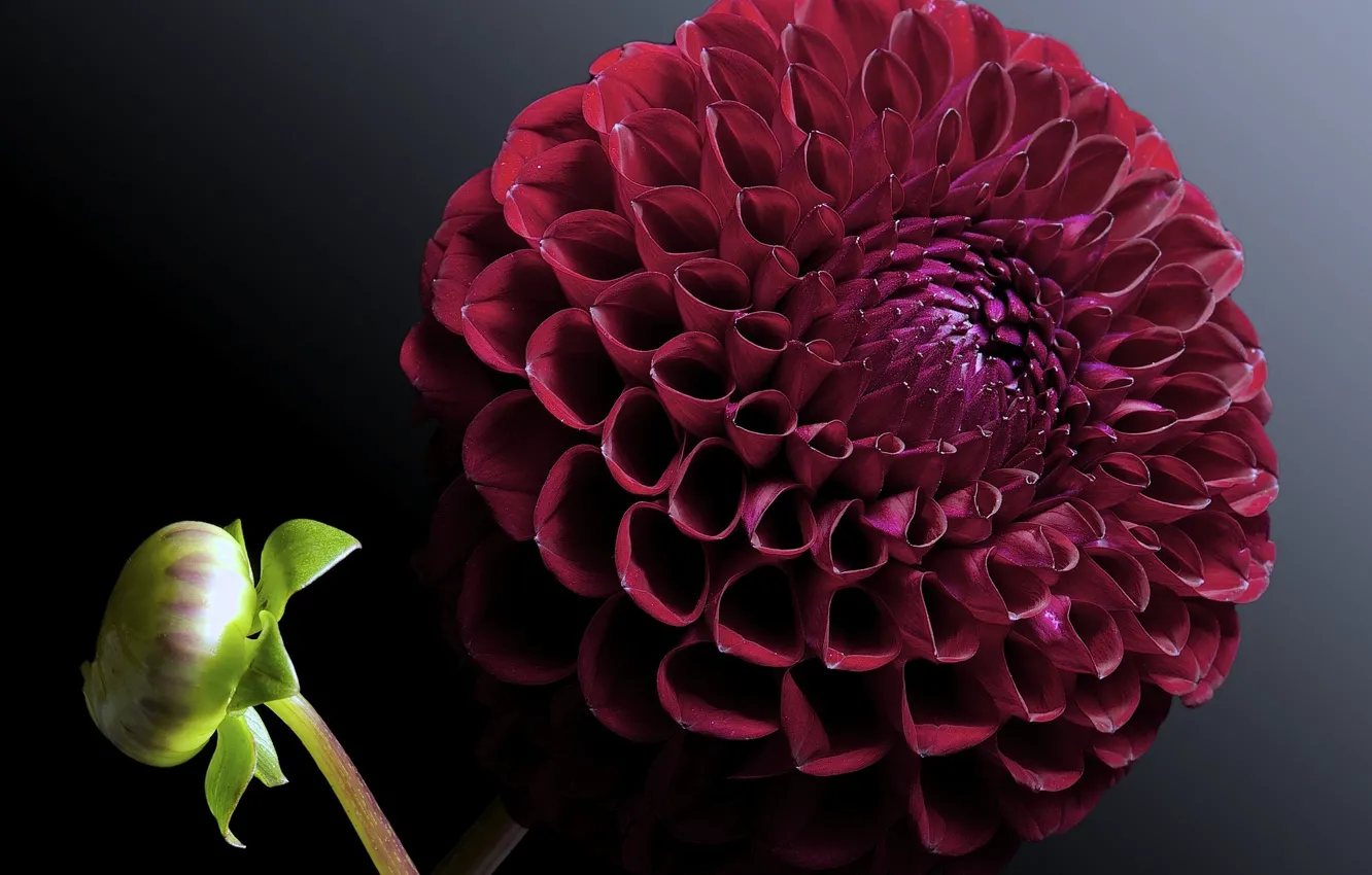 Photo wallpaper red, background, dahlias