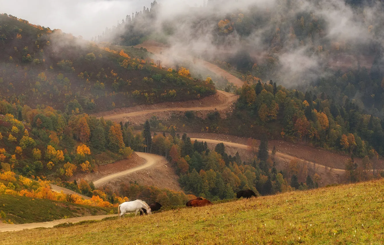 Photo wallpaper autumn, mountains, horse, horse