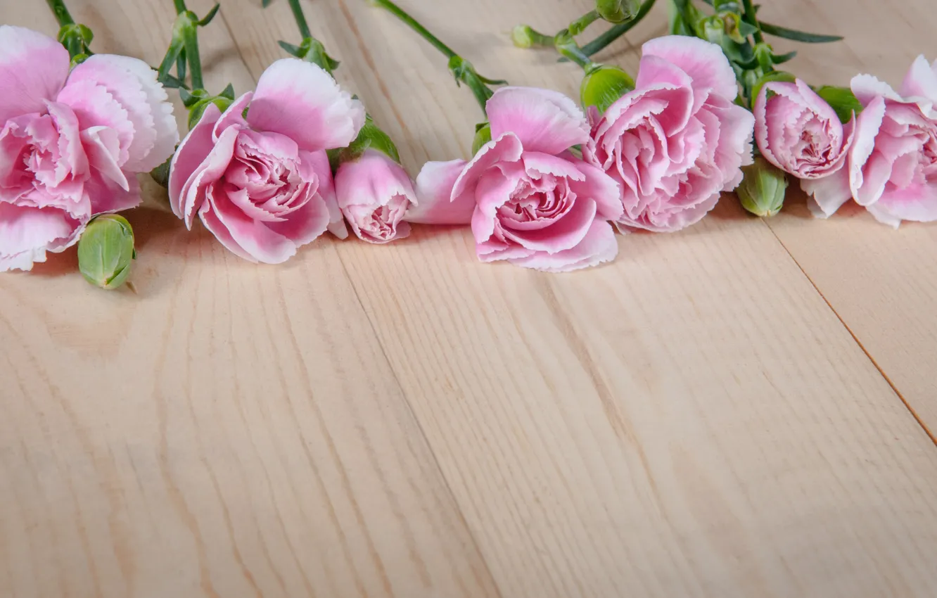 Photo wallpaper flowers, pink, buds, wood, pink, flowers, clove