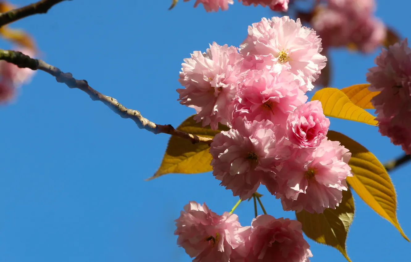 Photo wallpaper flowers, spring, Japanese cherry