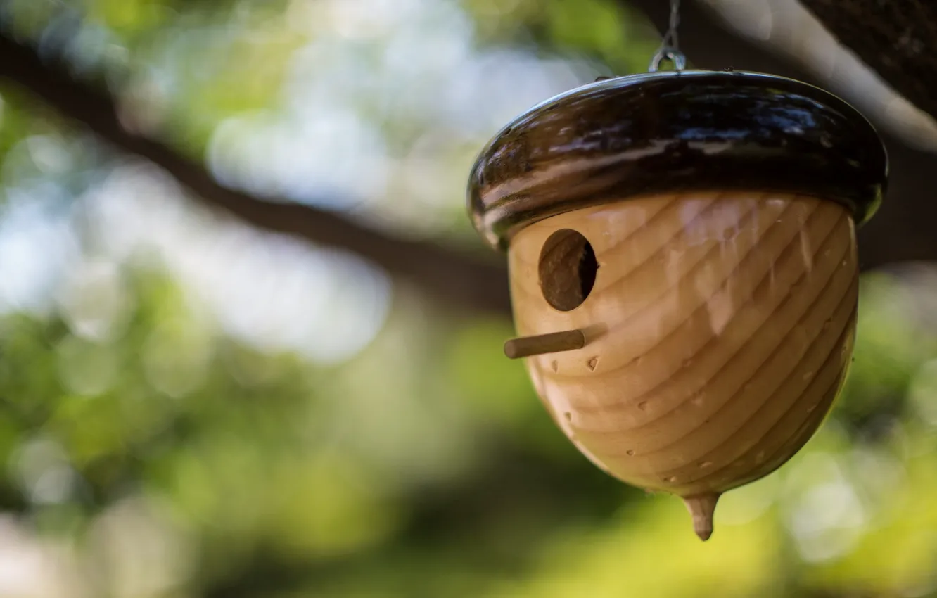 Photo wallpaper nature, background, feeder