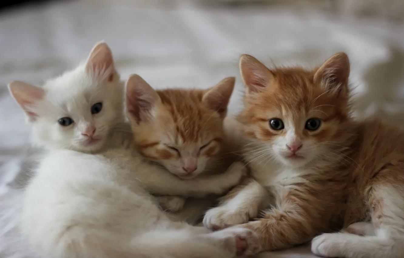 Photo wallpaper kittens, pussies, three