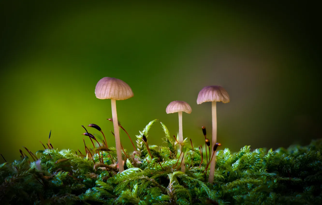Photo wallpaper macro, mushrooms, moss