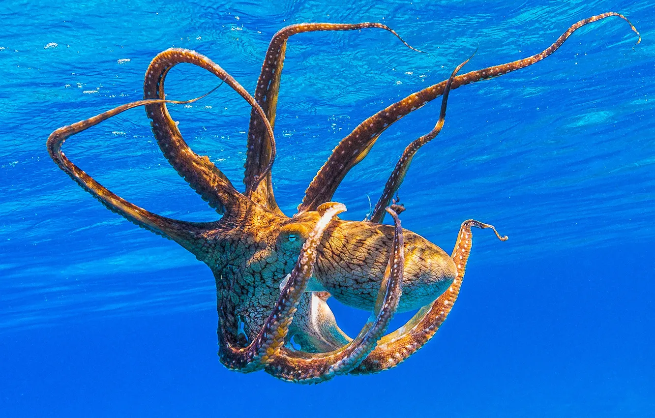 Photo wallpaper sea, water, pose, octopus, tentacles, underwater world, under water, blue background