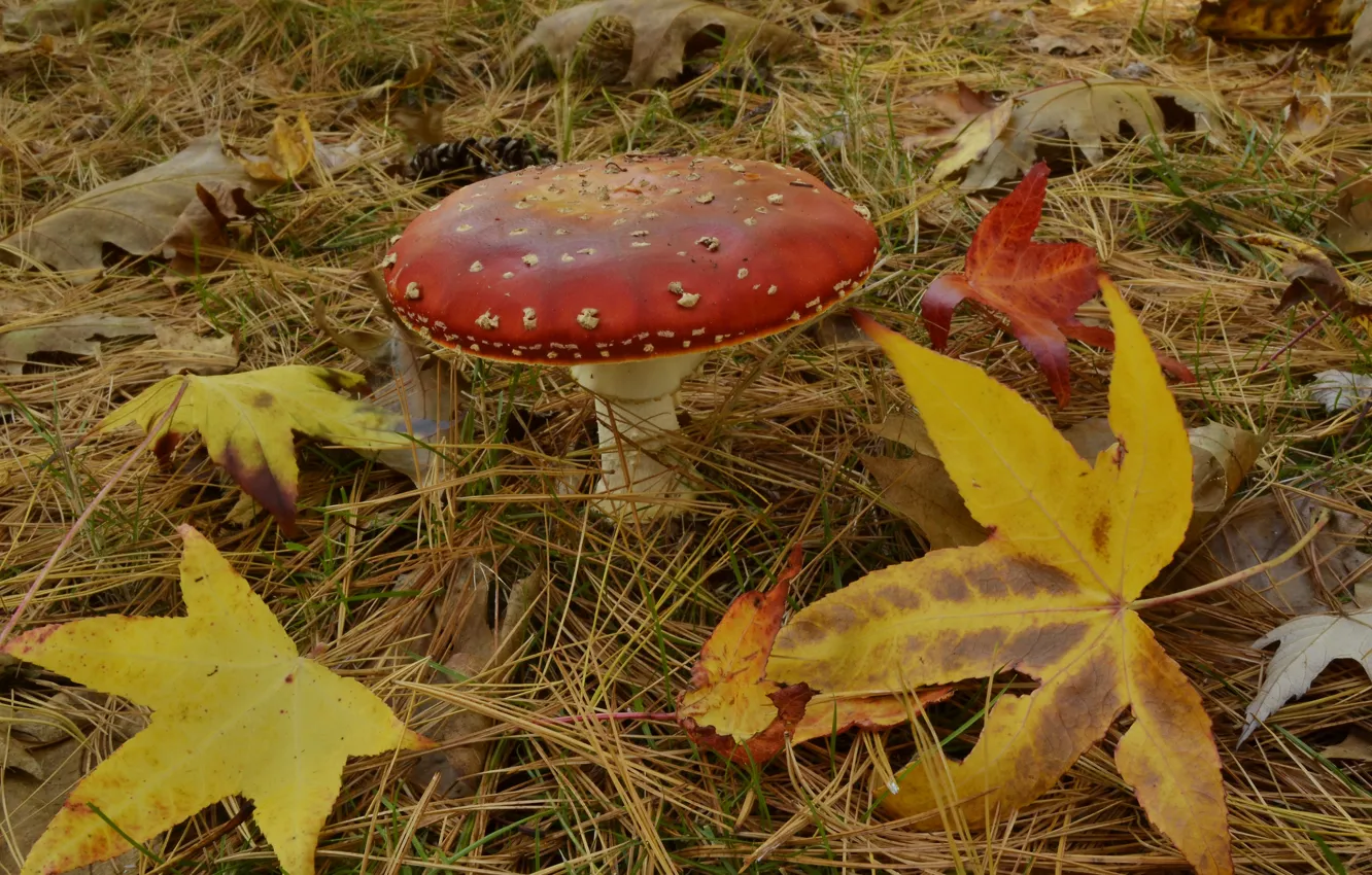Photo wallpaper autumn, leaves, mushroom, needles