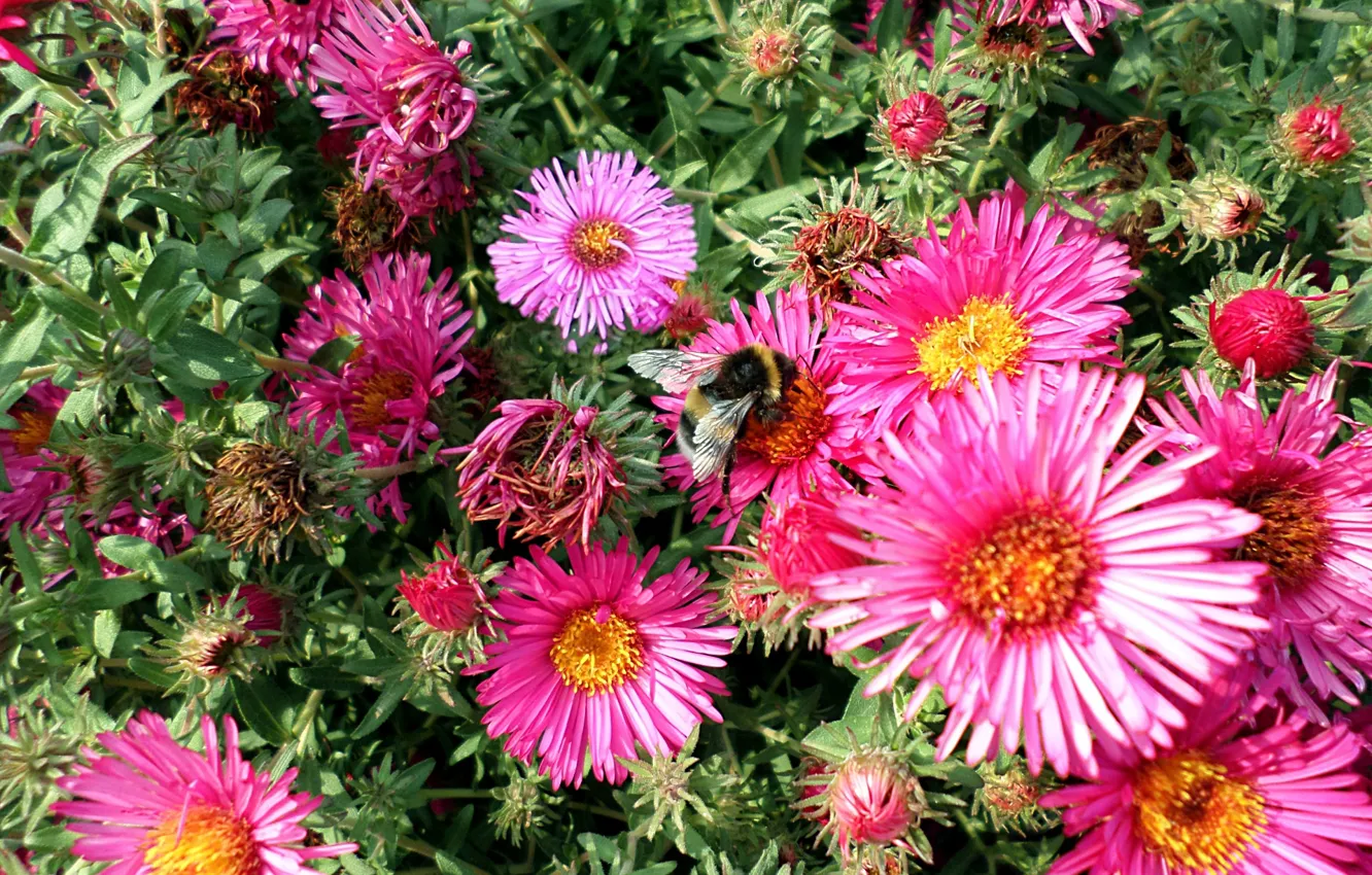Photo wallpaper autumn, flowers, bee, bumblebee