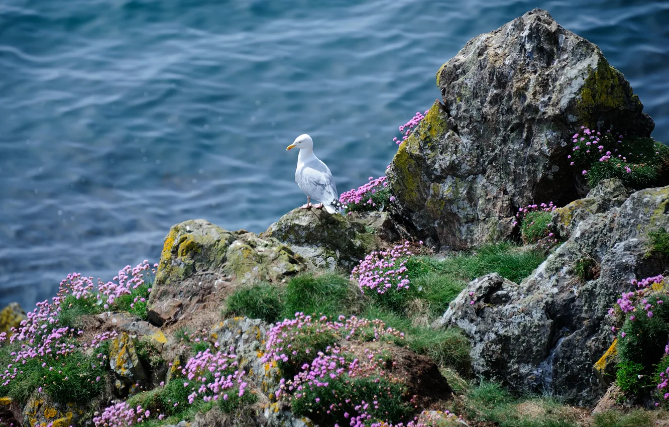 Photo wallpaper sea, grass, flowers, rocks, bird, Seagull, Seagull