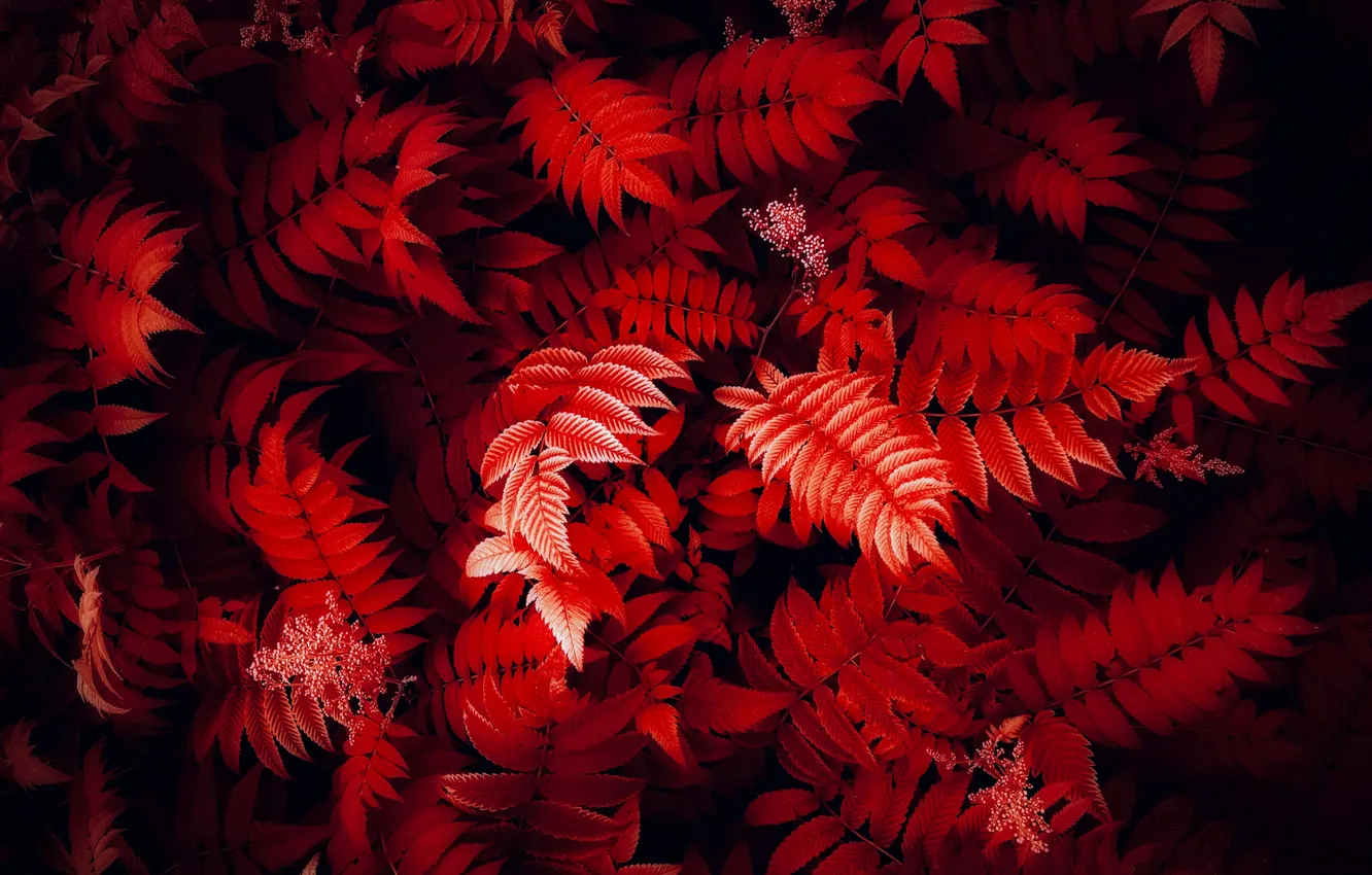 Photo wallpaper nature, beauty, nature, foliage, Red leaves, Red aesthetic, Closeup Photography