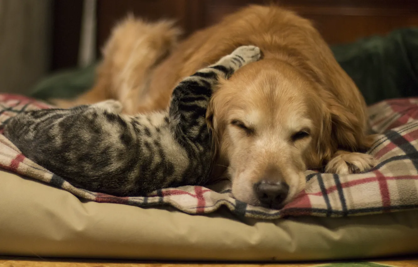 Photo wallpaper cat, background, dog, friendship