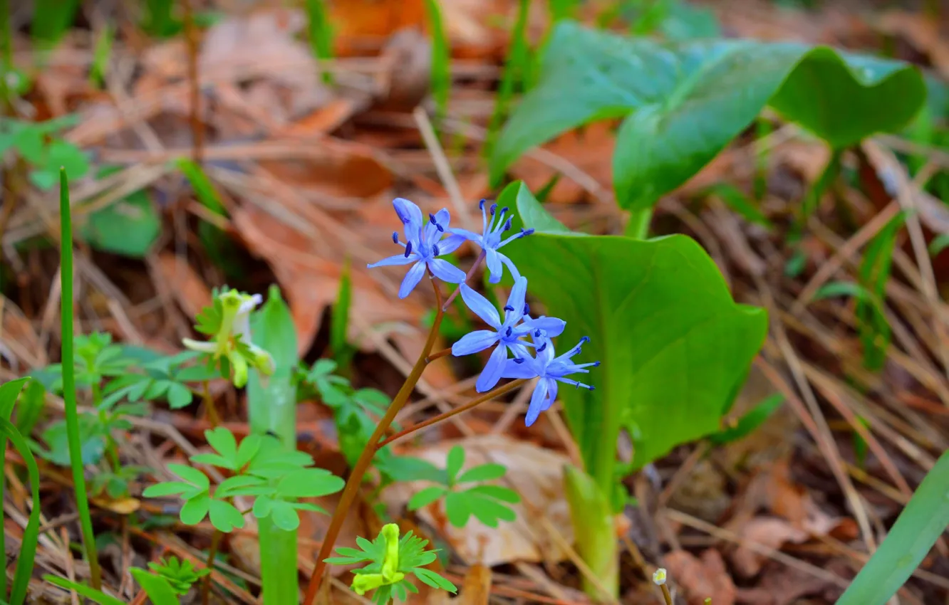 Photo wallpaper spring, spring, blue flowers, Blue flowers