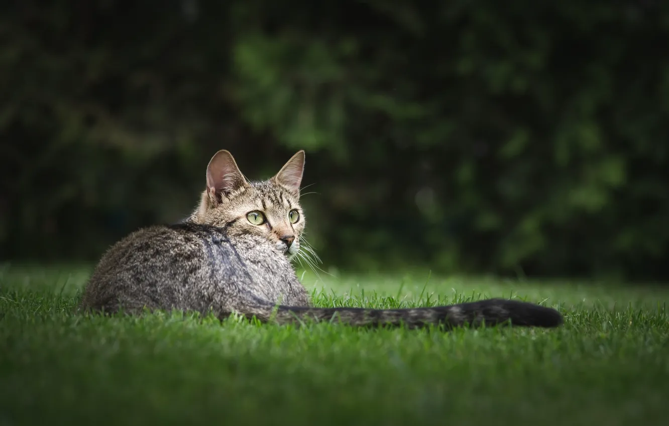 Photo wallpaper cat, grass, look